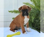 Image preview for Ad Listing. Nickname: Female puppies