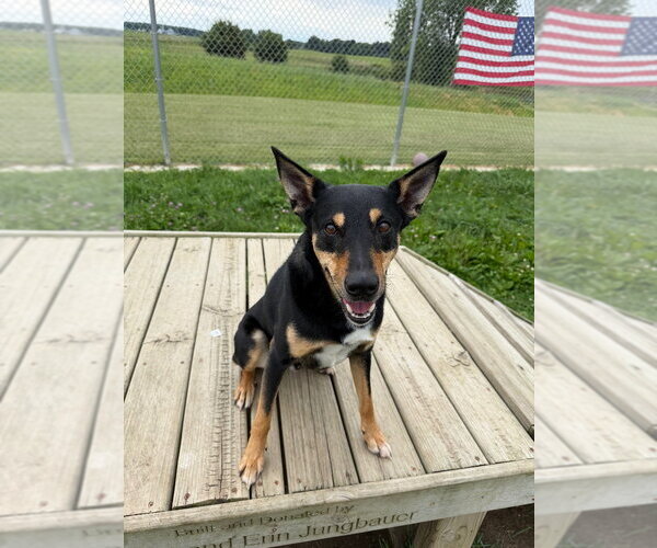 Medium Photo #4 Australian Kelpie-Unknown Mix Puppy For Sale in Pierceton , IN, USA