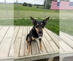 Small #3 Australian Kelpie Mix