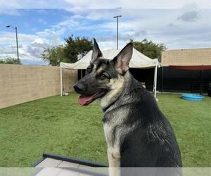 German Shepherd Dog-Unknown Mix Dogs for adoption in Orange, CA, USA