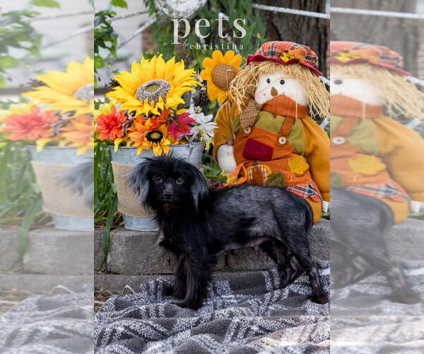 Medium Photo #4 Chihuahua-Unknown Mix Puppy For Sale in Foristell, MO, USA