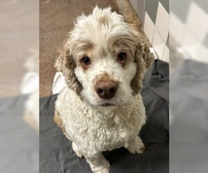 Cocker Spaniel Dogs for adoption in Salinas, CA, USA
