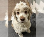 Small Cocker Spaniel