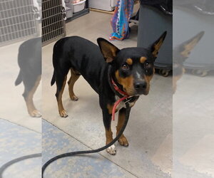 Todd - Male Mutt Dog for Adoption - Photo #4