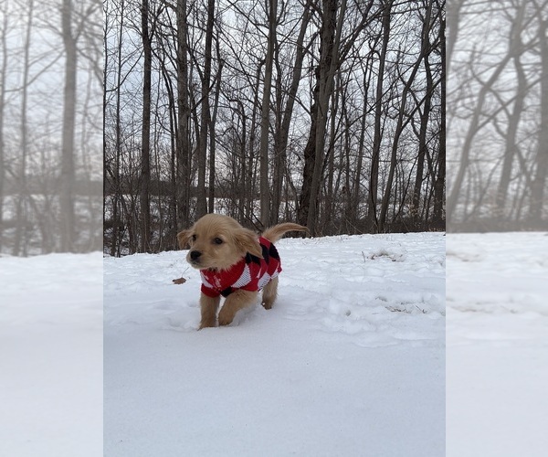 Medium Photo #1 Golden Retriever Puppy For Sale in MADISON, NC, USA