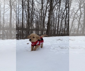 Golden Retriever Puppy for Sale in MADISON, North Carolina USA