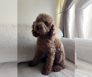 Medium Goldendoodle-Miniature Bernedoodle Mix
