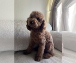 Small Goldendoodle-Miniature Bernedoodle Mix