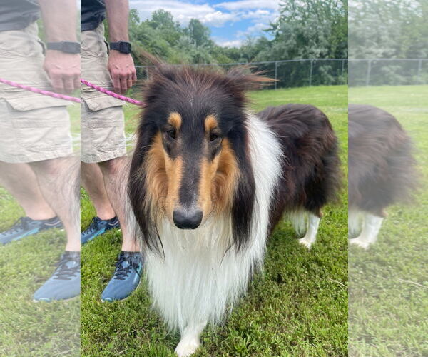 Medium Photo #3 Collie Puppy For Sale in Chantilly, VA, USA