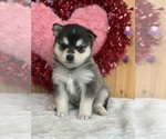 Puppy Blitz Alaskan Klee Kai-Pomsky Mix