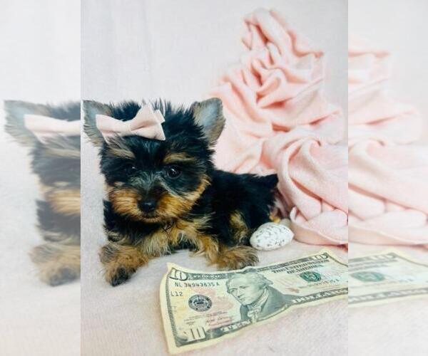 Medium Photo #18 Yorkshire Terrier Puppy For Sale in MIAMI, FL, USA