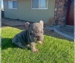 Small #12 French Bulldog