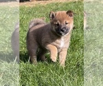 Small Photo #8 Shiba Inu Puppy For Sale in SNOHOMISH, WA, USA