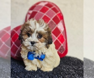 ShihPoo Puppy for sale in INDIANAPOLIS, IN, USA