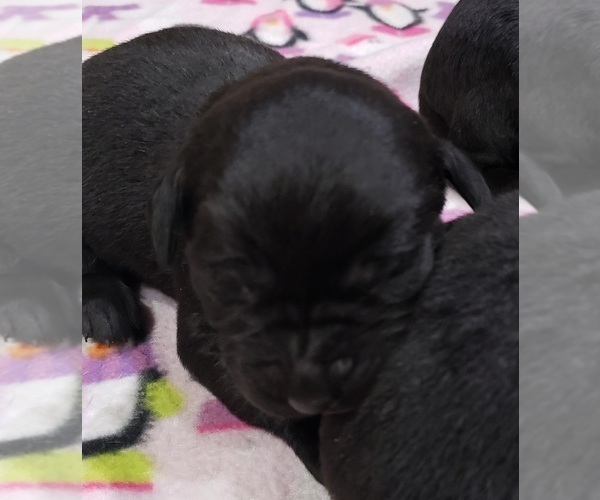 Medium Photo #167 Labrador Retriever Puppy For Sale in OLYMPIA, WA, USA