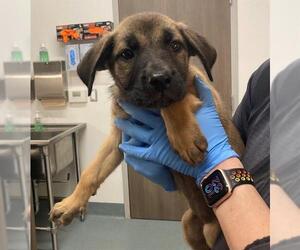 Black Mouth Cur-Labrador Retriever Mix Dogs for adoption in Baytown, TX, USA