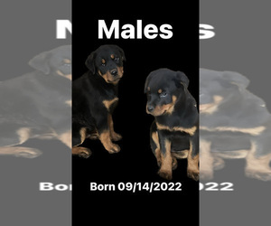 Rottweiler Puppy for sale in ELDERWOOD, CA, USA
