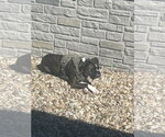 Small #2 Boxer