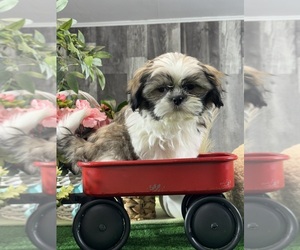 Shih Tzu Puppy for sale in CANOGA, NY, USA