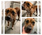 Small American Staffordshire Terrier Mix