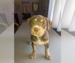 Puppy Fendi American Bully