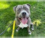 Small #1 American Pit Bull Terrier