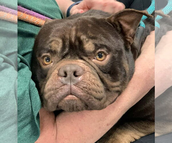 Medium Photo #3 Bulldog-Unknown Mix Puppy For Sale in Hillsboro, NH, USA