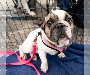 French Bulldog Dogs for adoption in St. Louis Park, MN, USA