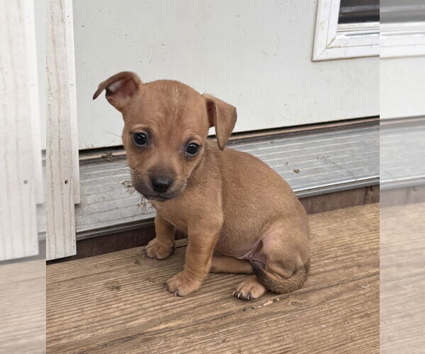 Medium Photo #1 Chiweenie Puppy For Sale in Bolivar, MO, USA