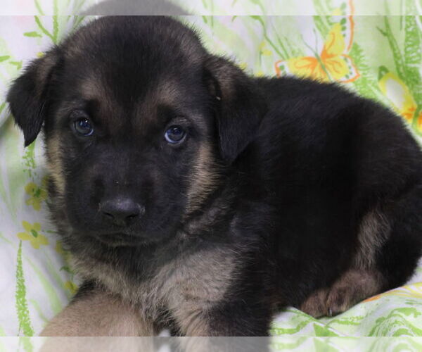 Medium Photo #1 Mutt Puppy For Sale in Minneapolis, MN, USA