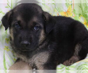 Mutt Dogs for adoption in Minneapolis, MN, USA