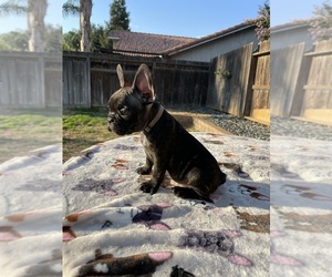 French Bulldog Dog for Adoption in SAN JOSE, California USA