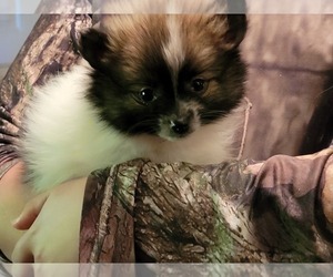 Pomeranian Puppy for Sale in CONKLIN, New York USA