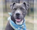 Small American Staffordshire Terrier