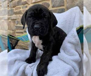 Cane Corso-Spanish Mastiff Mix Puppy for sale in GAP, PA, USA