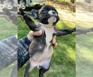 French Bulldog Puppy for sale in MEADOW VISTA, CA, USA
