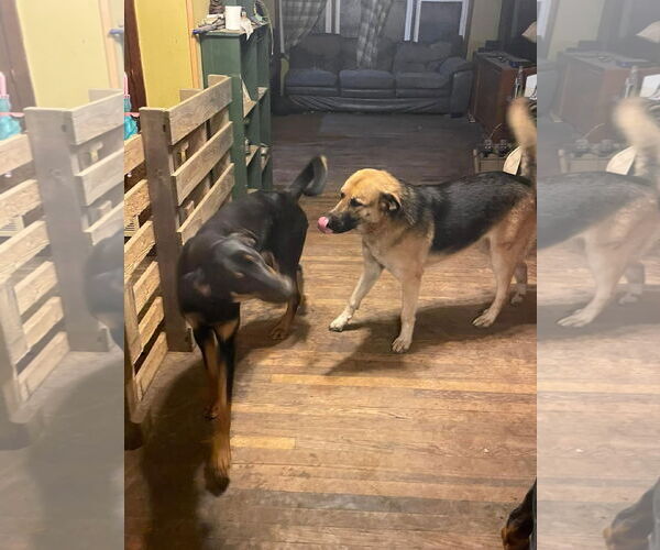 Medium Photo #7 Great Pyrenees-Unknown Mix Puppy For Sale in Columbus, IN, USA