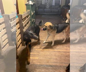 Adera - Female Great Pyrenees-Unknown Mix Dog for Adoption - Photo #7