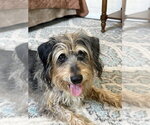 Small #5 Mutt