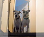 Small #5 American Staffordshire Terrier Mix
