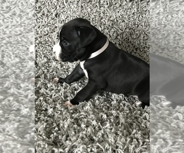 Medium Photo #3 Boxer Puppy For Sale in APPLE CREEK, OH, USA