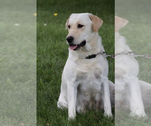 Medium Photo #3 Labrador Retriever Puppy For Sale in SYRACUSE, IN, USA