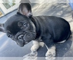 Small Photo #4 French Bulldog Puppy For Sale in TEMPLETON, CA, USA