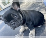 Small #3 French Bulldog