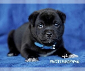 Jug-Shiba Inu Mix Puppy for sale in LIBERTY, KY, USA