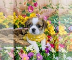 Small #3 Shih Tzu