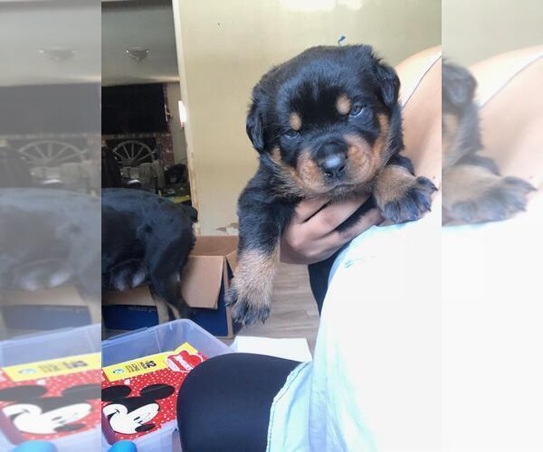 Medium Photo #9 Rottweiler Puppy For Sale in NIPOMO, CA, USA