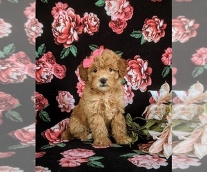 Poodle (Miniature) Puppy for Sale in LANCASTER, Pennsylvania USA