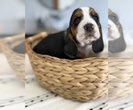 Small Basset Hound