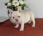 Small Photo #3 French Bulldog Puppy For Sale in GOSHEN, IN, USA